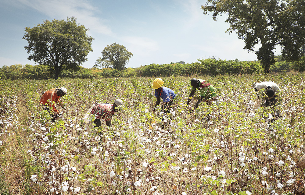 2023 Cotton Campaign
