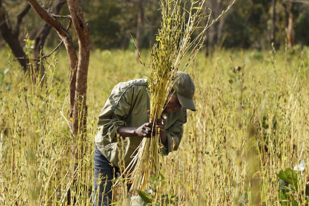 Agriculture 1