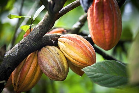 cocoa beans hanging from tree