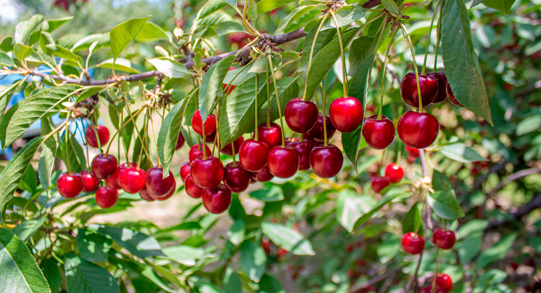 Cherries