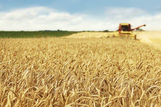 Field with agricultural crops