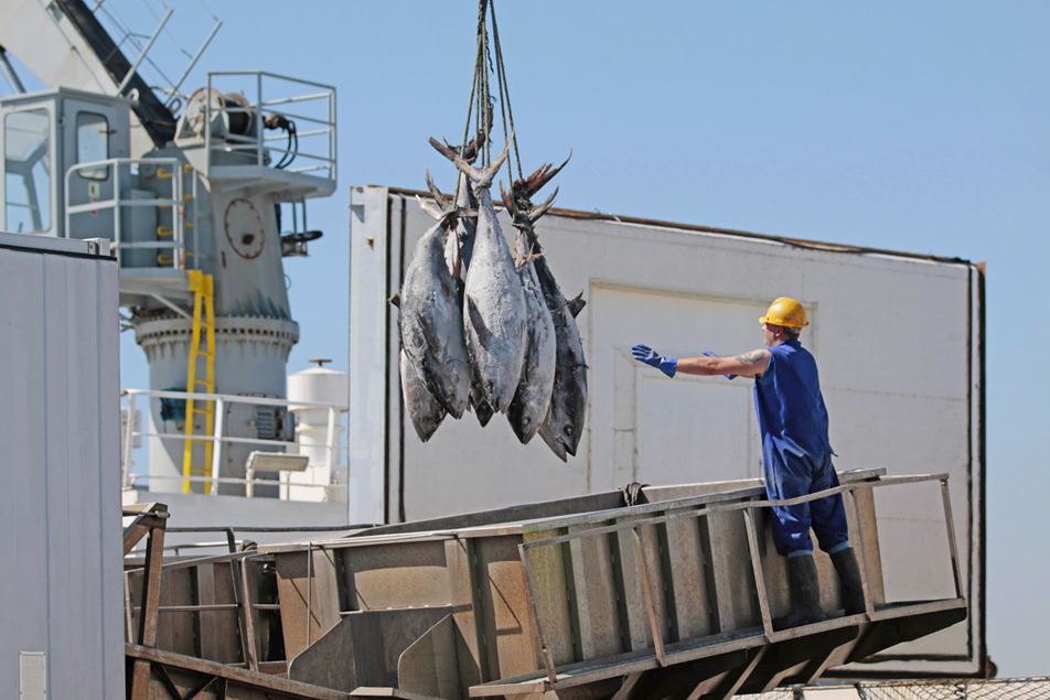 Global Fish & Seafood Transport - Reefer Cargo Shipping | MSC