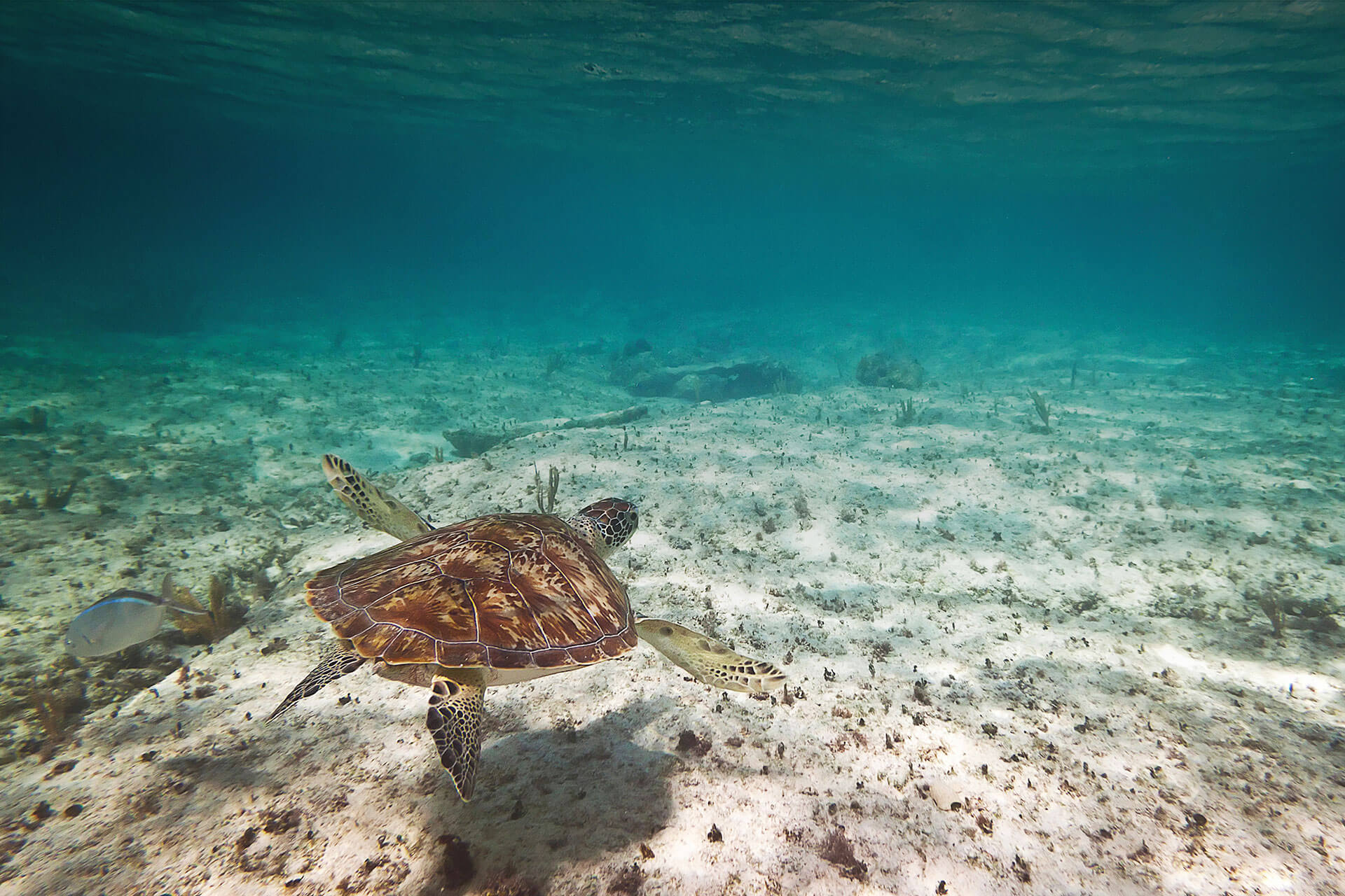MSC Foundation, Turtle