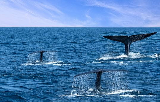 Whales swimming in the ocean flashing their tails out of the water
